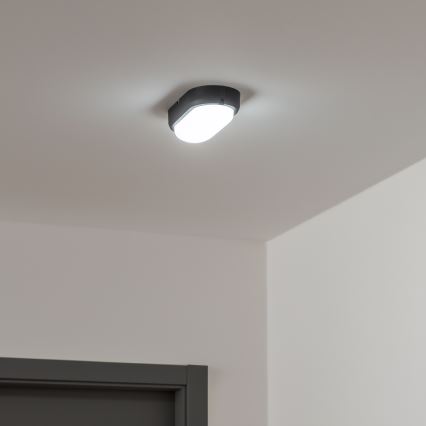 Brilagi - LED Ceiling heavy-duty šviesus SIMA LED/12W/230V IP65 juoda