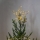Eglo 411274 - LED Lauko kalėdinė dekoracija TOPSY 30xLED/0,06W/3xAA IP44