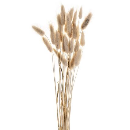 Eglo - Džiovinta gėlė 60 cm smėlio spalva