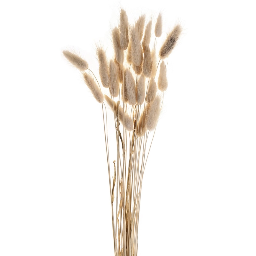 Eglo - Džiovinta gėlė 60 cm smėlio spalva