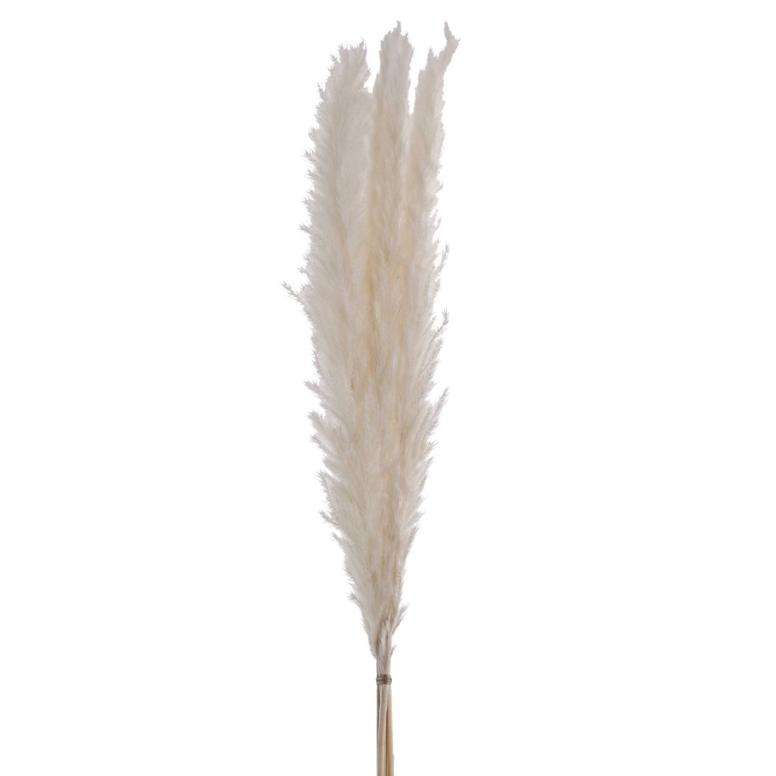 Eglo - Džiovinta gėlė 70 cm balta