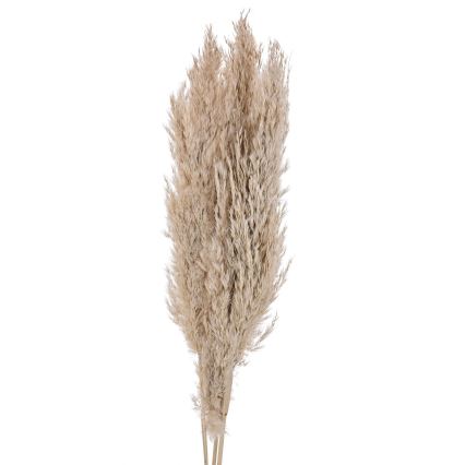 Eglo - Džiovinta gėlė 85 cm smėlio spalva