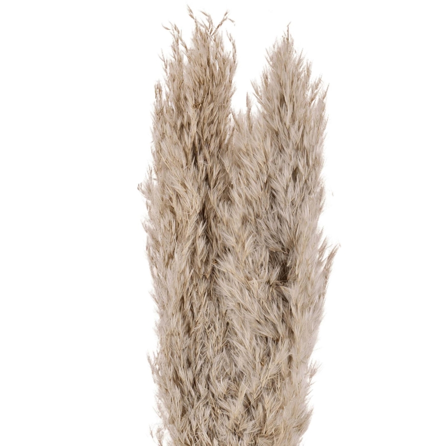 Eglo - Džiovinta gėlė 55 cm smėlio spalva