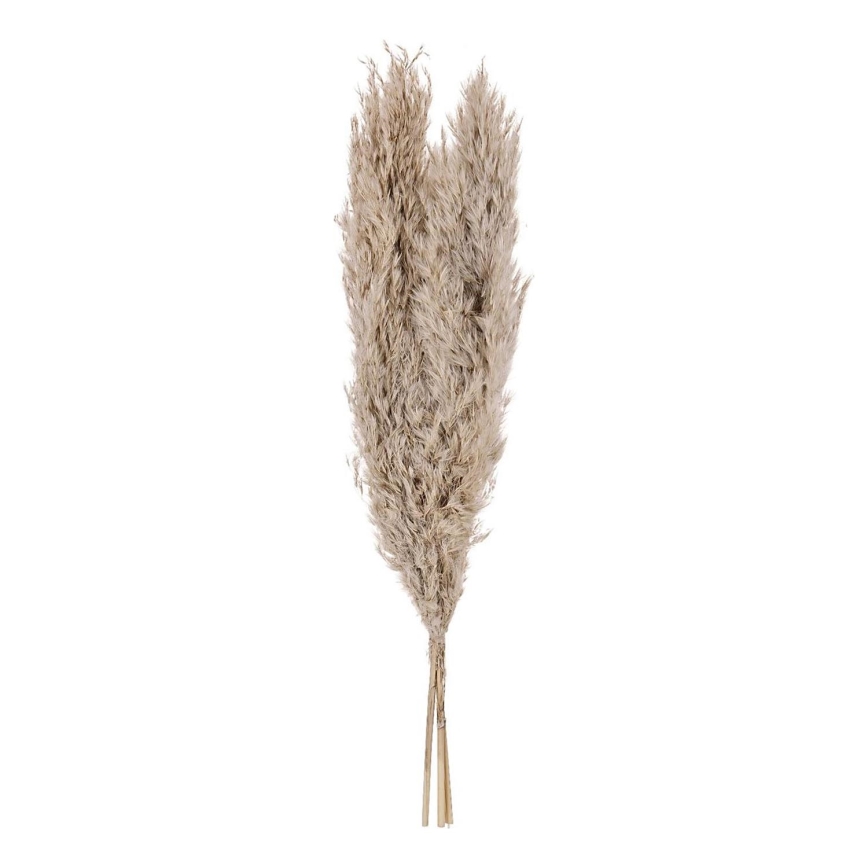 Eglo - Džiovinta gėlė 55 cm smėlio spalva