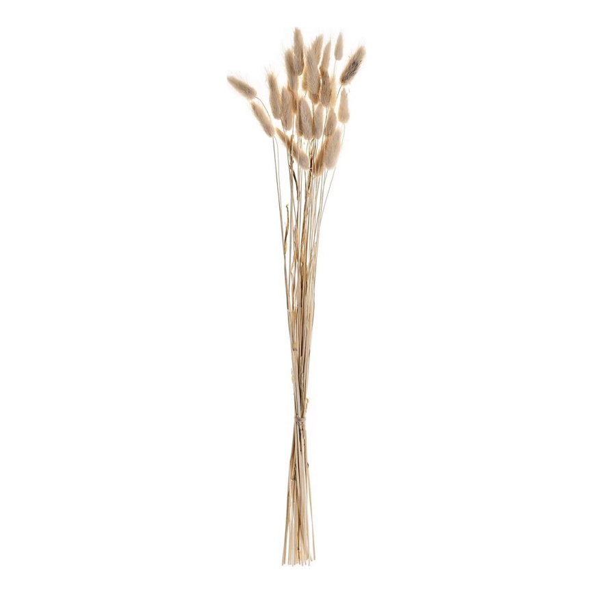 Eglo - Džiovinta gėlė 60 cm smėlio spalva