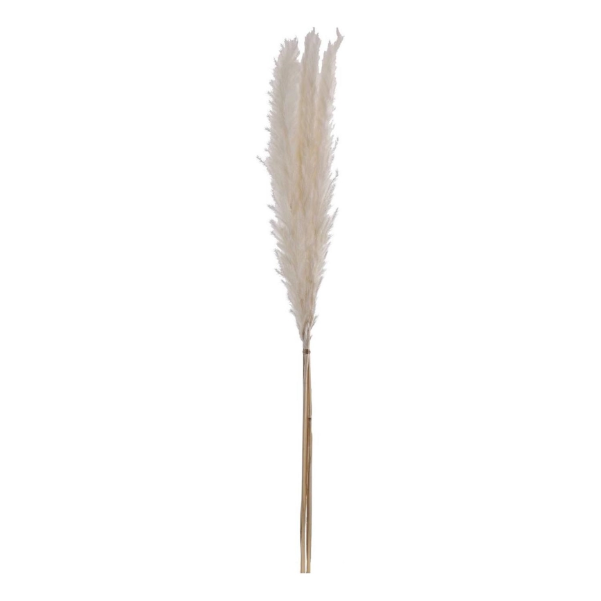 Eglo - Džiovinta gėlė 70 cm balta