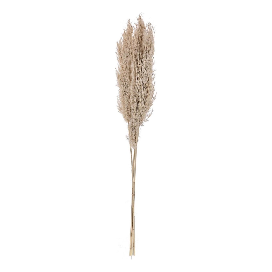 Eglo - Džiovinta gėlė 85 cm smėlio spalva