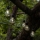 Eglo - LED Dekoratyvinė lauko girlianda 10xLED/0,06W/3V IP44