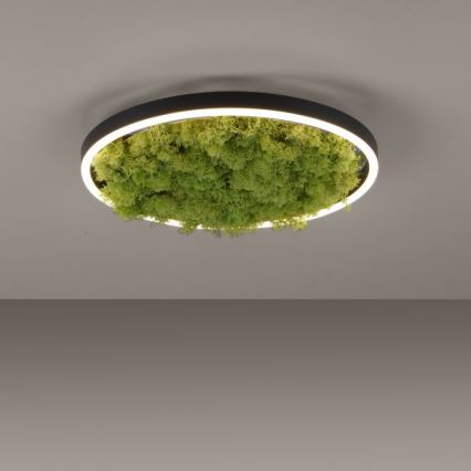 JUST LIGHT. 15391-66 - LED Pritemdomas lubinis šviestuvas ŽALIA RITU LED/20W/230V