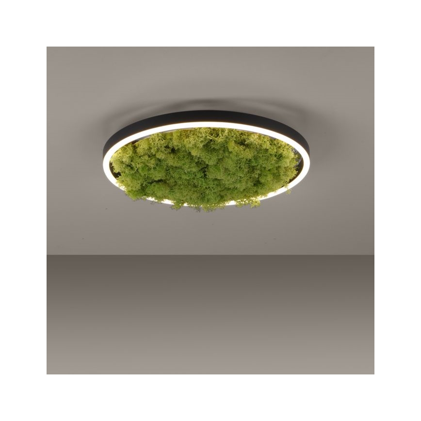 JUST LIGHT. 15391-66 - LED Pritemdomas lubinis šviestuvas ŽALIA RITU LED/20W/230V