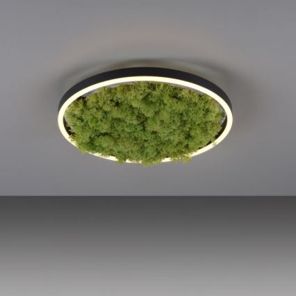 JUST LIGHT. 15391-66 - LED Pritemdomas lubinis šviestuvas ŽALIA RITU LED/20W/230V