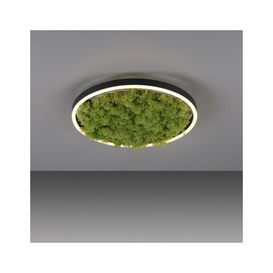 JUST LIGHT. 15391-66 - LED Pritemdomas lubinis šviestuvas ŽALIA RITU LED/20W/230V