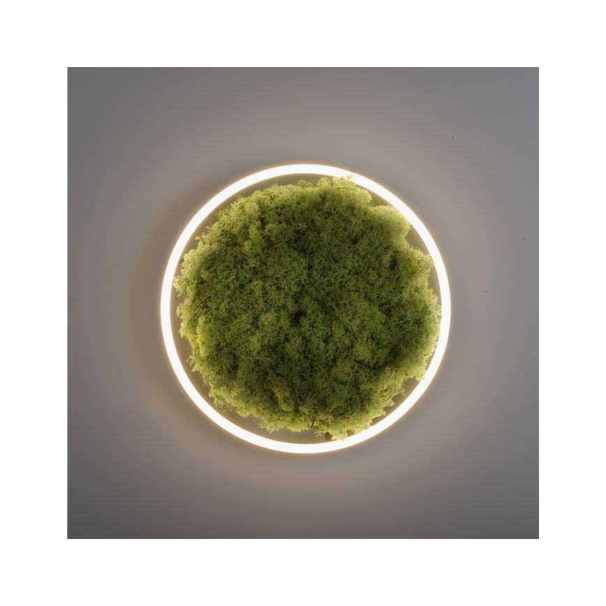 JUST LIGHT. 15391-66 - LED Pritemdomas lubinis šviestuvas ŽALIA RITU LED/20W/230V