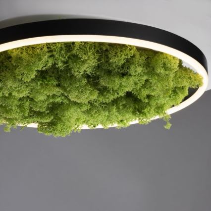 JUST LIGHT. 15391-66 - LED Pritemdomas lubinis šviestuvas ŽALIA RITU LED/20W/230V