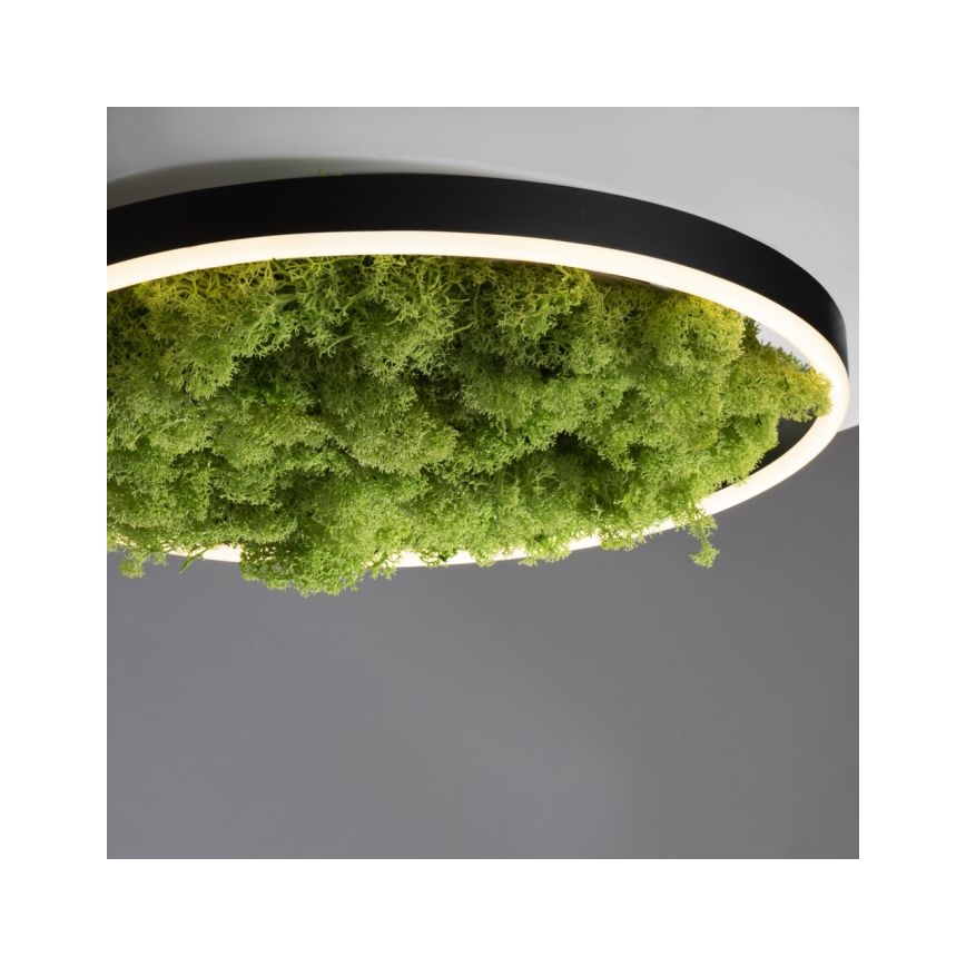 JUST LIGHT. 15391-66 - LED Pritemdomas lubinis šviestuvas ŽALIA RITU LED/20W/230V