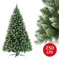 Kalėdinė eglutė 250 cm pušis