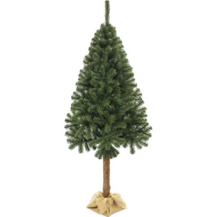 Kalėdinė eglutė su kamienu, 160 cm, eglė