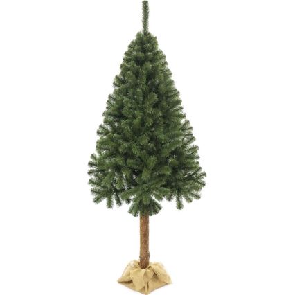 Kalėdinė eglutė su kamienu, 220 cm, eglė
