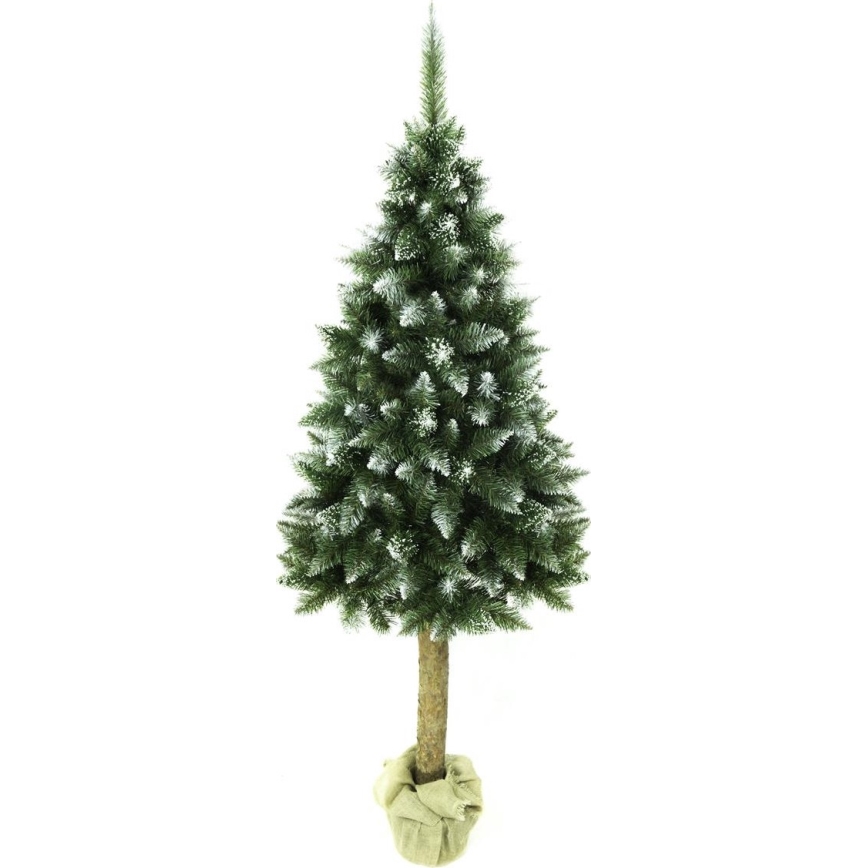 Kalėdinė eglutė su kamienu, 220 cm, eglė