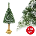 Kalėdinė eglutė su kamienu, 220 cm, pušis
