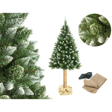 Kalėdinė eglutė su kamienu, 180 cm, pušis