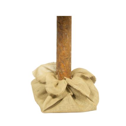 Kalėdinė eglutė su kamienu, 180 cm, pušis