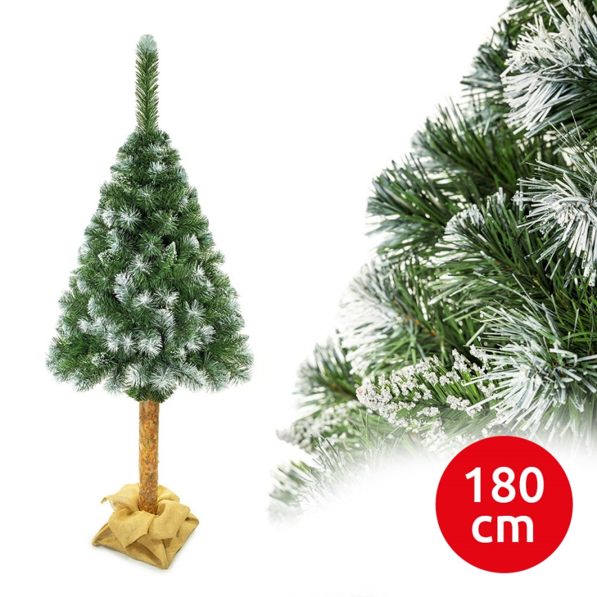 Kalėdų eglutė ant kamieno 180 cm pušis