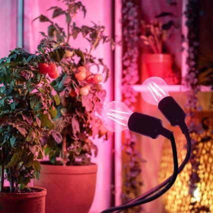 Lanksti stalinė lempa su spaustuku augalų auginimui PLANTY 2xE27/30W/230V juoda