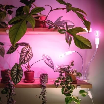 Lankstus Stalinis šviestuvas su segtuku augalams auginti PLANTY 2xE27/30W/230V balta
