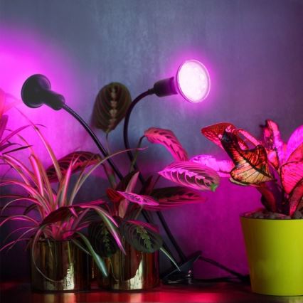 Lankstus Stalinis šviestuvas su segtuku augalams auginti PLANTY 2xE27/30W/230V juoda
