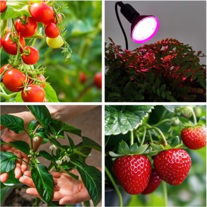 Lankstus Stalinis šviestuvas su segtuku augalams auginti PLANTY 1xE27/30W/230V juoda