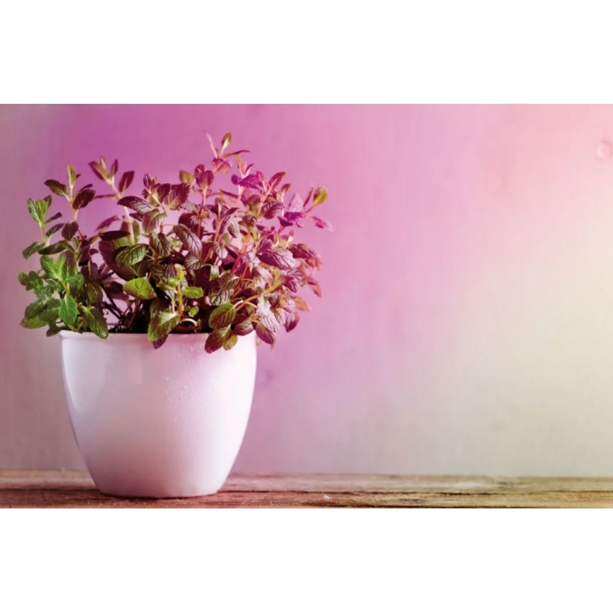 LED Lemputė augalų augimui GROW ŽALIA R50 E14/4W/230V - Paulmann 28734