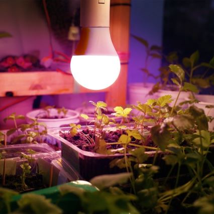 LED Lemputė augalų augimui PLANTY E27/11W/230V 1200K balta