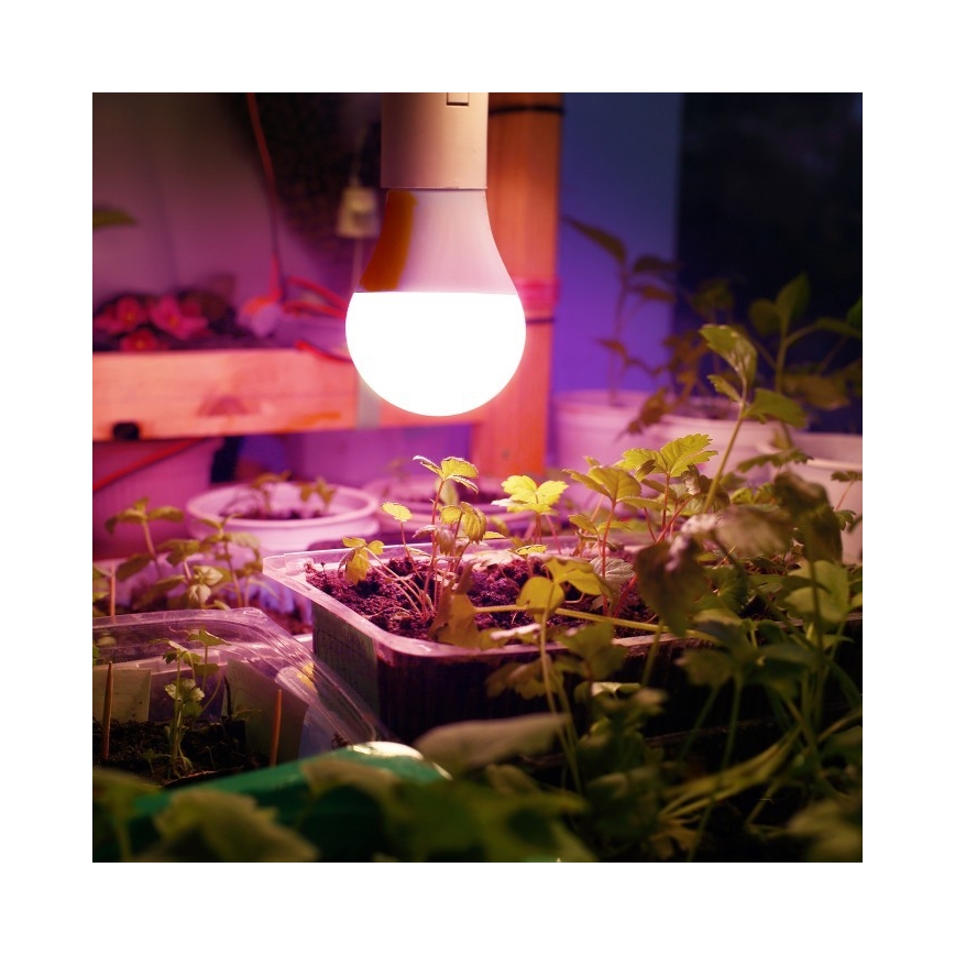 LED Lemputė augalų augimui PLANTY E27/11W/230V 1200K balta