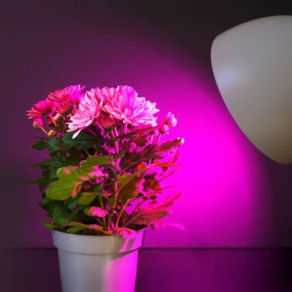 LED Lemputė augalų augimui PLANTY E27/11W/230V 1200K balta