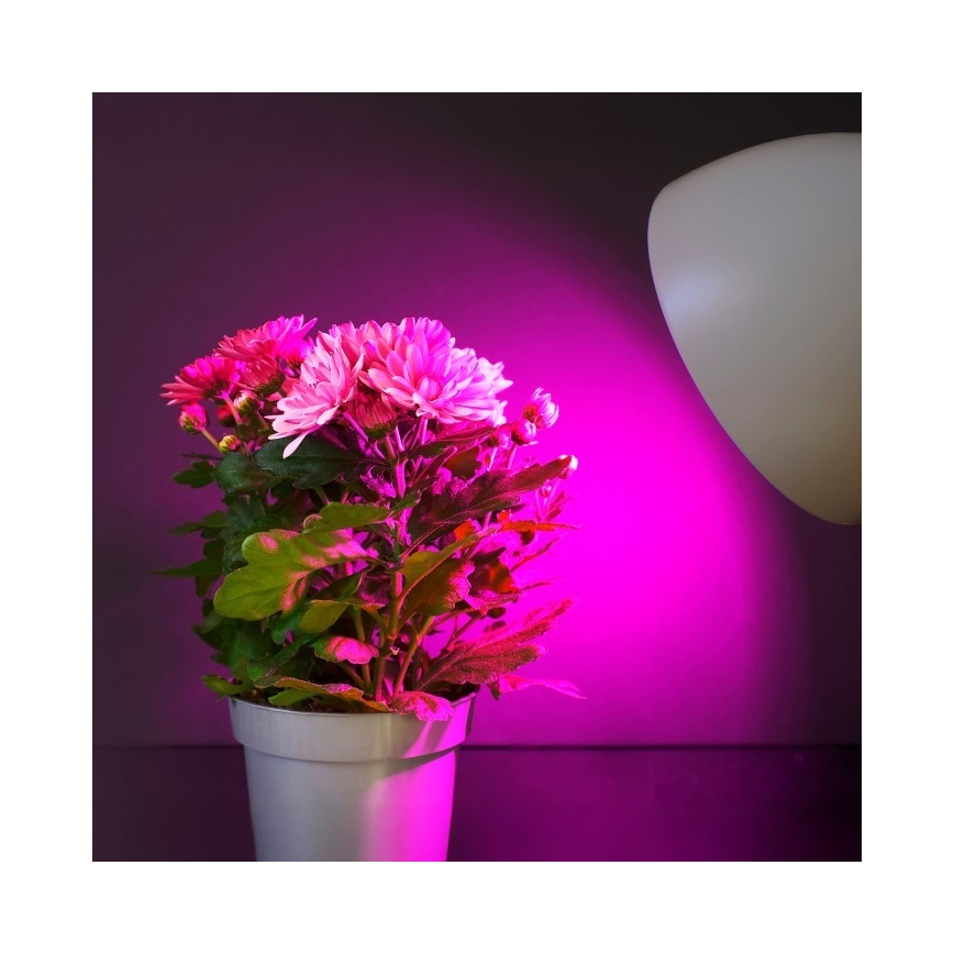 LED Lemputė augalų augimui PLANTY E27/11W/230V 1200K balta