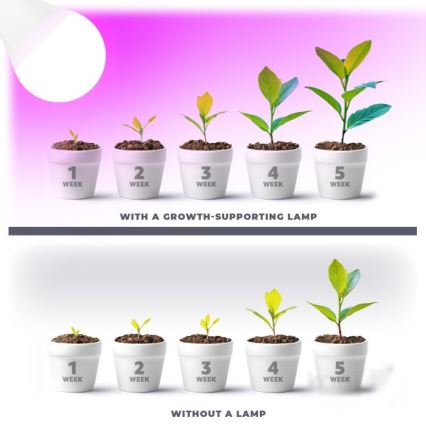 LED Lemputė augalų augimui PLANTY E27/11W/230V 1200K balta