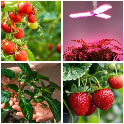 LED Lemputė augalų augimui PLANTY E27/24W/230V 1200K