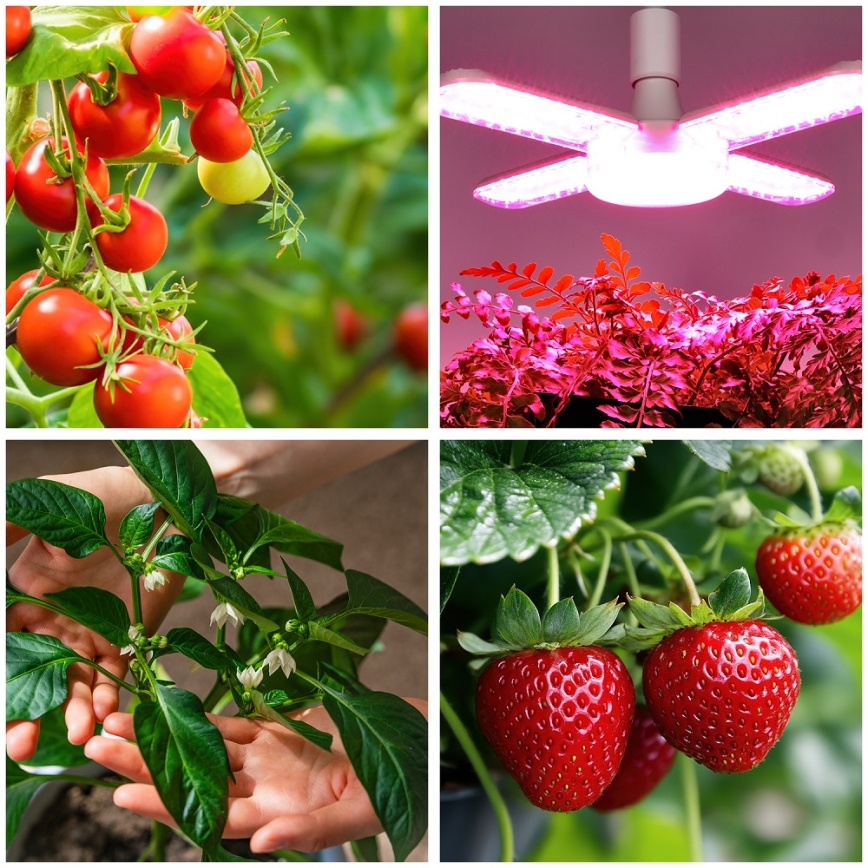 LED Lemputė augalų augimui PLANTY E27/40W/230V 1200K