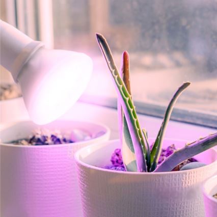 LED Lemputė augalų augimui PLANTY E27/7W/230V 1200K balta
