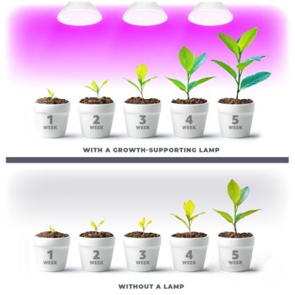 LED Lemputė augalų augimui PLANTY E27/7W/230V 1200K balta