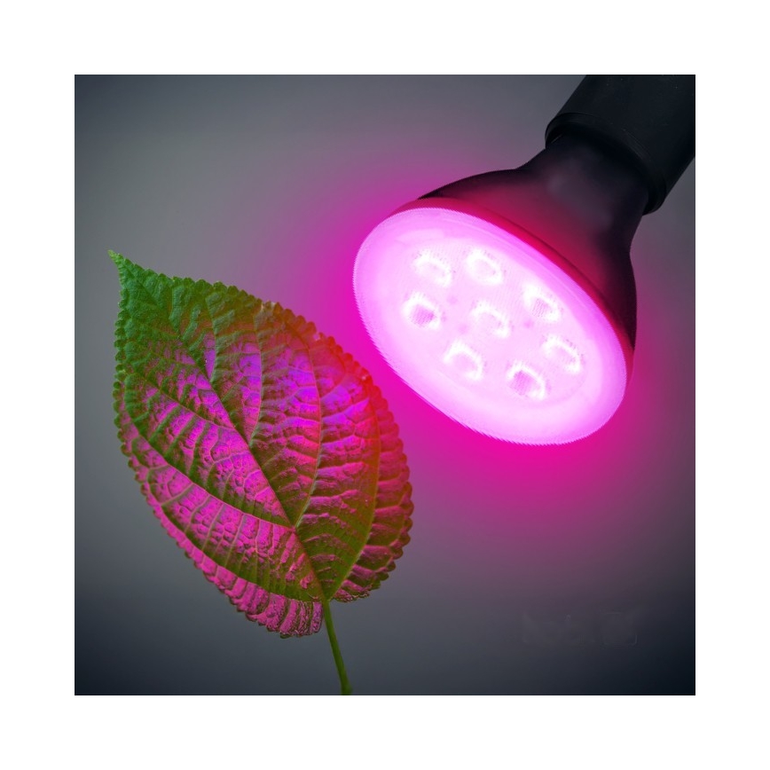LED Lemputė augalų augimui PLANTY E27/7W/230V 1200K juoda