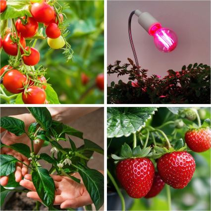 LED Lemputė augalų augimui PLANTY E27/8W/230V 1200K