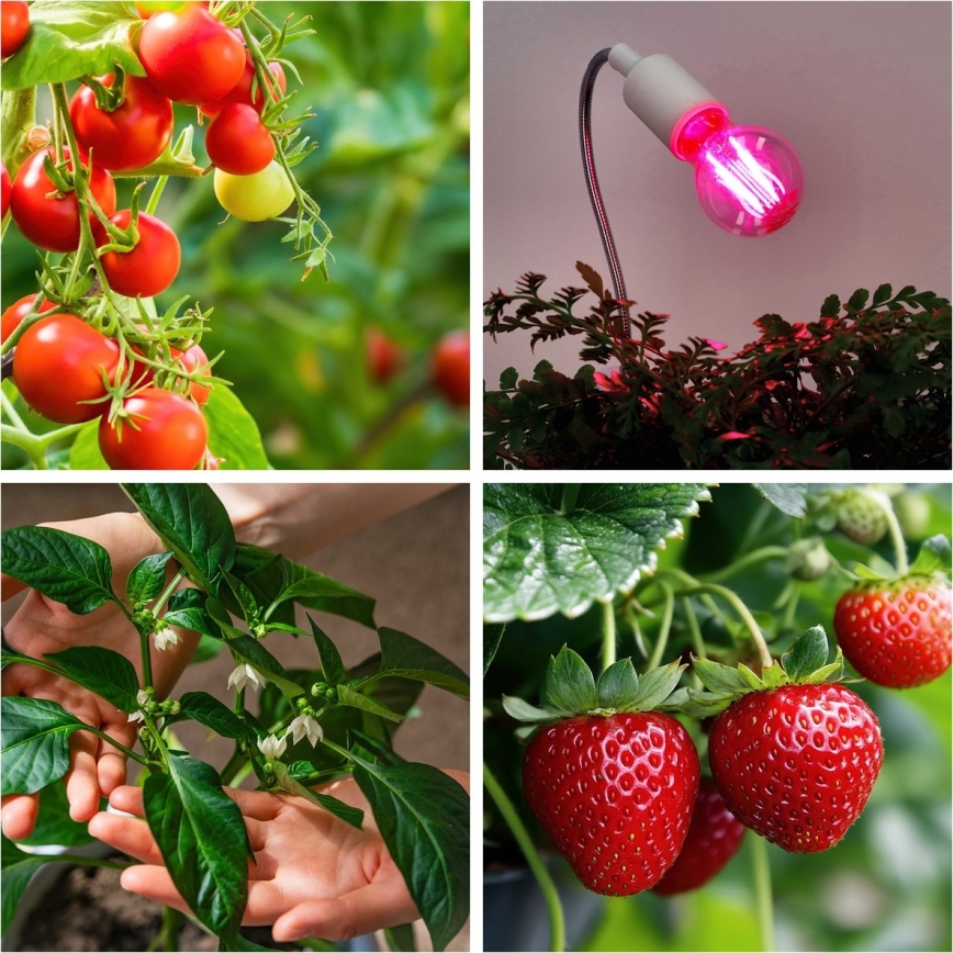 LED Lemputė augalų augimui PLANTY E27/8W/230V 1200K