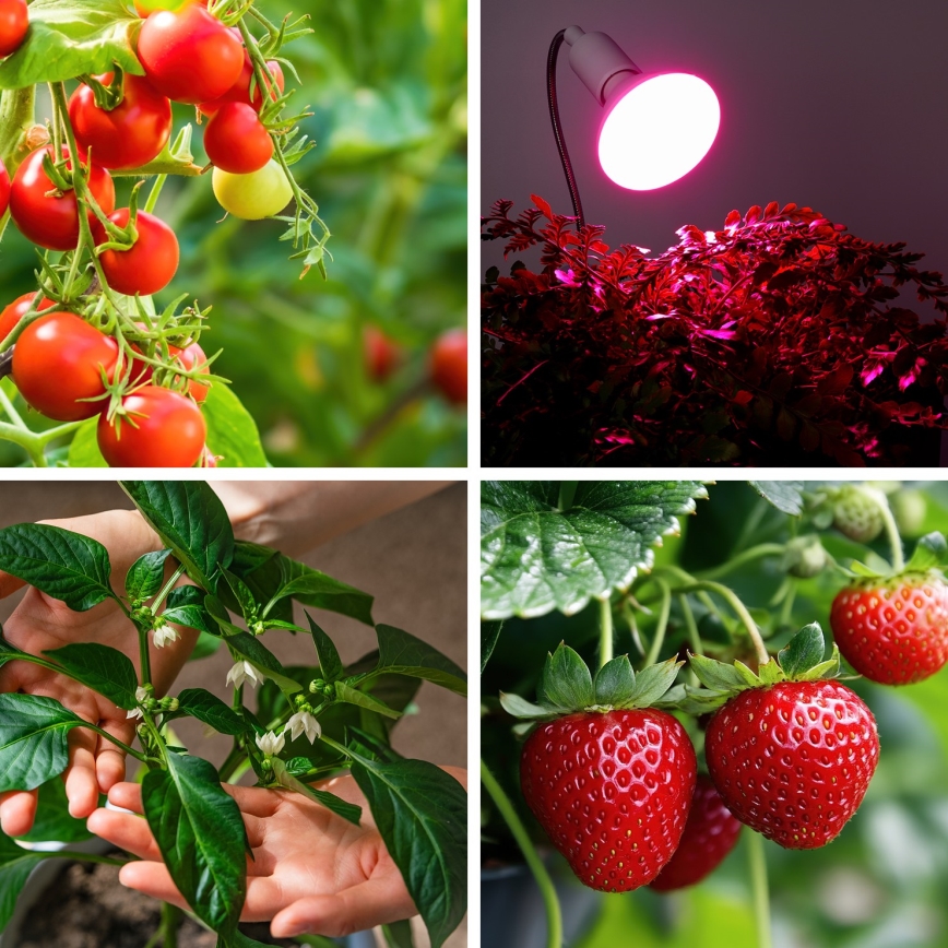 LED Lemputė augalų augimui PLANTY E27/9W/230V 1200K balta
