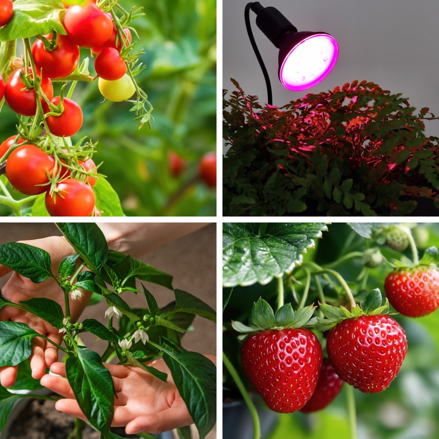 LED Lemputė augalų augimui PLANTY E27/9W/230V 1200K juoda
