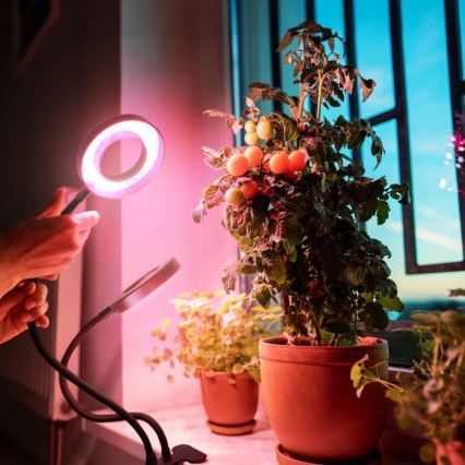 LED Pritemdomas lankstus Stalinis šviestuvas su segtuku augalams auginti VITARO 2xLED/4W/230V juoda
