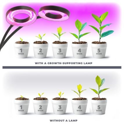 LED Pritemdomas lankstus Stalinis šviestuvas su segtuku augalams auginti VITARO 2xLED/4W/230V juoda