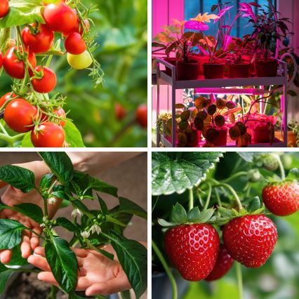LED pritemdoma lanksti stalinė lempa su segtuku augalams auginti VITARO 4xLED/10W/230V juoda