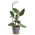 LED reguliuojamas stalinis šviestuvas augalų auginimui VERDI LED/5W/5V 1300K CRI 95 baltas